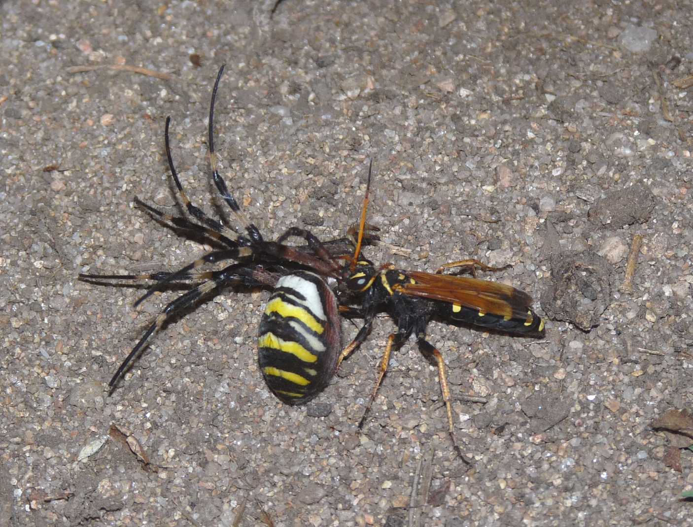 Batozonellus lacerticida con Argiope bruennichi